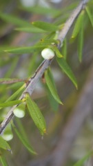 Leptospermum juniperinum, photograph (c) Petra Holland, some rights reserved (CC BY)