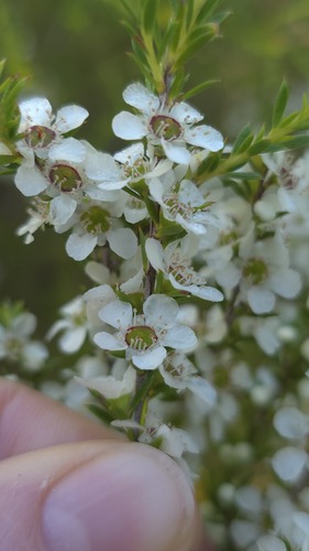 Leptospermum juniperinum, photograph 2