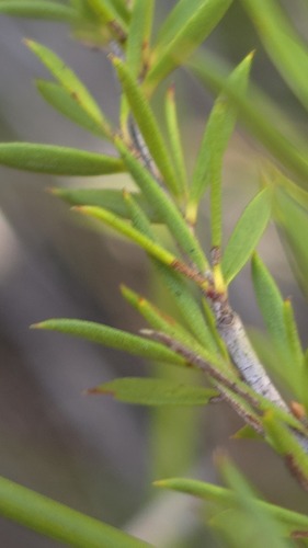 Leptospermum juniperinum, photograph 5