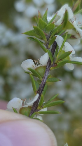 Leptospermum juniperinum, photograph 6