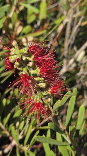 Wallum Bottlebrush (Melaleuca pachyphylla)