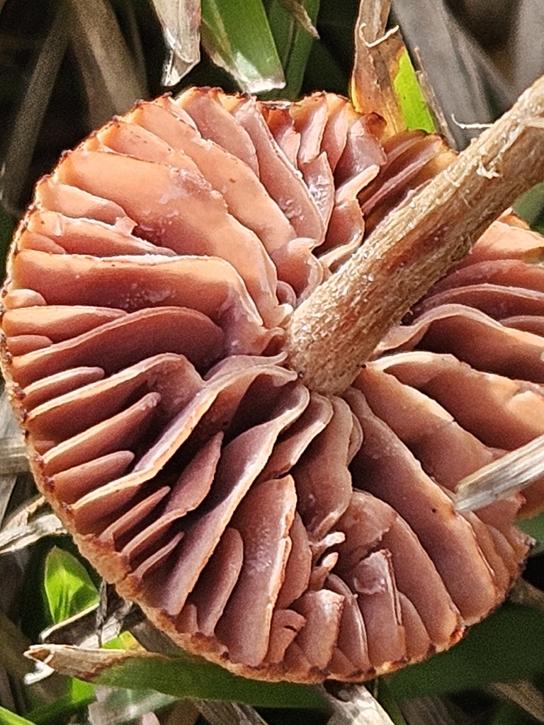 Laccaria laccata · December 2025 · photo: © willingarden (iNaturalist, cc-by)