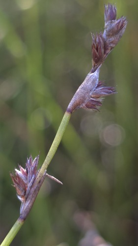 knotted scale-rush (Sporadanthus interruptus)