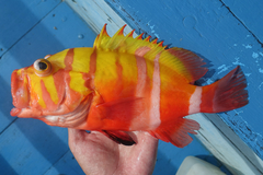 Garish Hind photo 3
