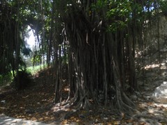 Ficus