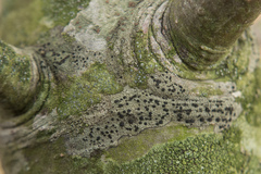 Amandinea polyspora