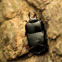 Hololepta aequalis