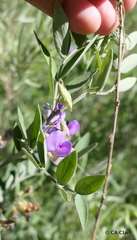 Lathyrus nevadensis