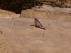 Carpodacus synoicus
