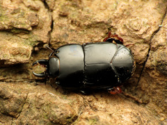 Hololepta aequalis