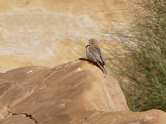 Carpodacus synoicus