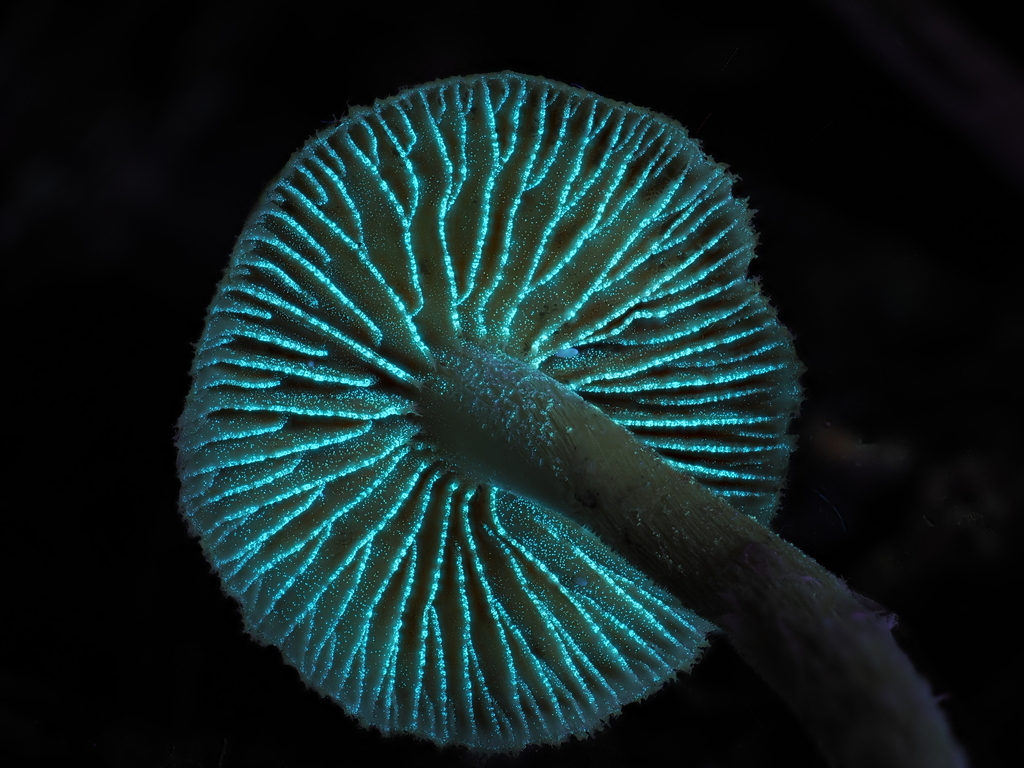 Galerina badipes · December 2025 · photo: © alan_rockefeller (iNaturalist, cc-by-sa)