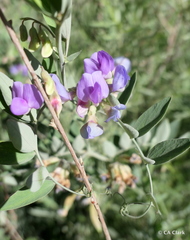 Lathyrus nevadensis