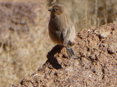 Carpodacus synoicus