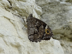 Hipparchia syriaca