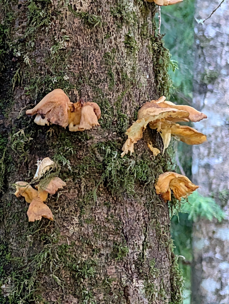 Laetiporus conifericola · December 2025 · photo: © connorsb (iNaturalist, cc0)