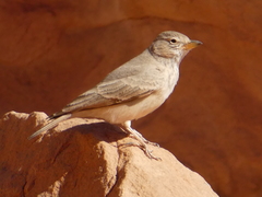 Desert Lark photo 2