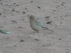 Carpodacus synoicus