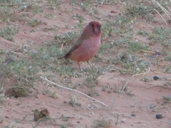 Carpodacus synoicus