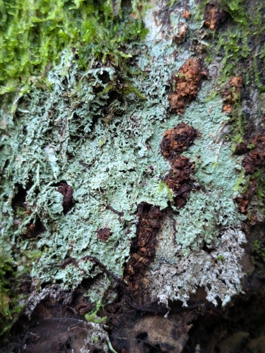 Megalospora, 2025-12-29