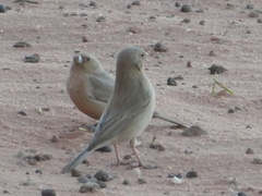Carpodacus synoicus