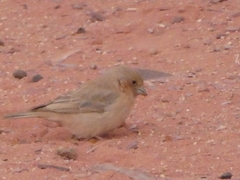 Carpodacus synoicus