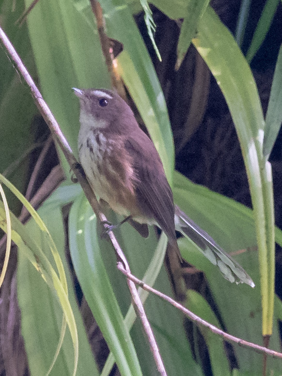 Fiji Streaked Fantail (Rhipidura layardi), photo 8