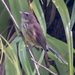 Streaked Fantail (Taveuni) - Photo (c) William Stephens, some rights reserved (CC BY), uploaded by William Stephens