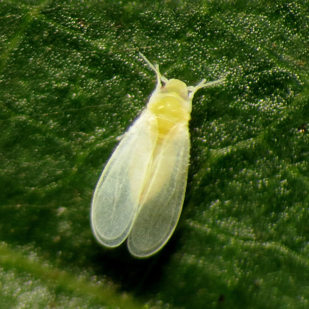 Silverleaf Whitefly