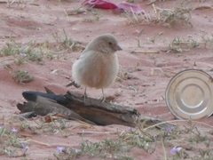 Carpodacus synoicus