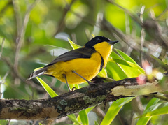 Pachycephala vitiensis