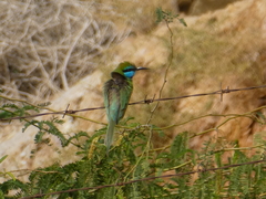 Merops cyanophrys cyanophrys