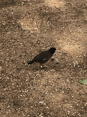 Acridotheres tristis