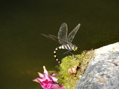Anax immaculifrons