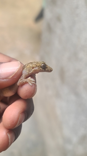 Tropical House Gecko