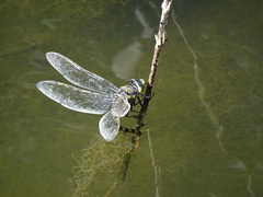 Anax immaculifrons