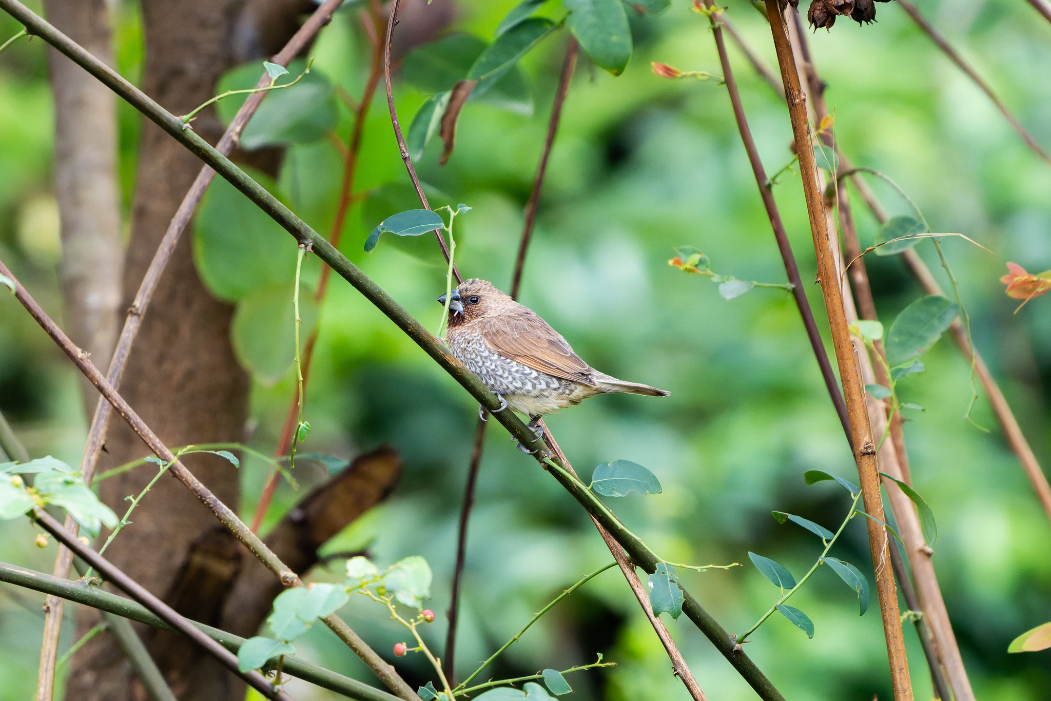 Scaly-breasted Munia