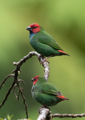 Erythrura pealii