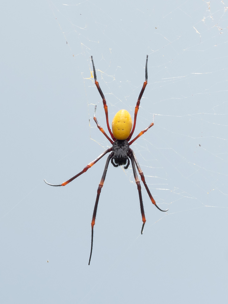 Nephila tetragnathoides