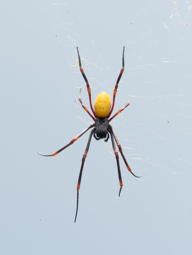 Nephila tetragnathoides