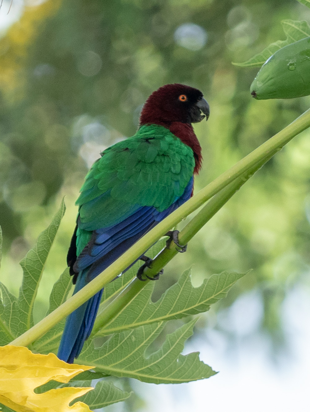 Maroon Shining Parrot (Prosopeia tabuensis), photo 4