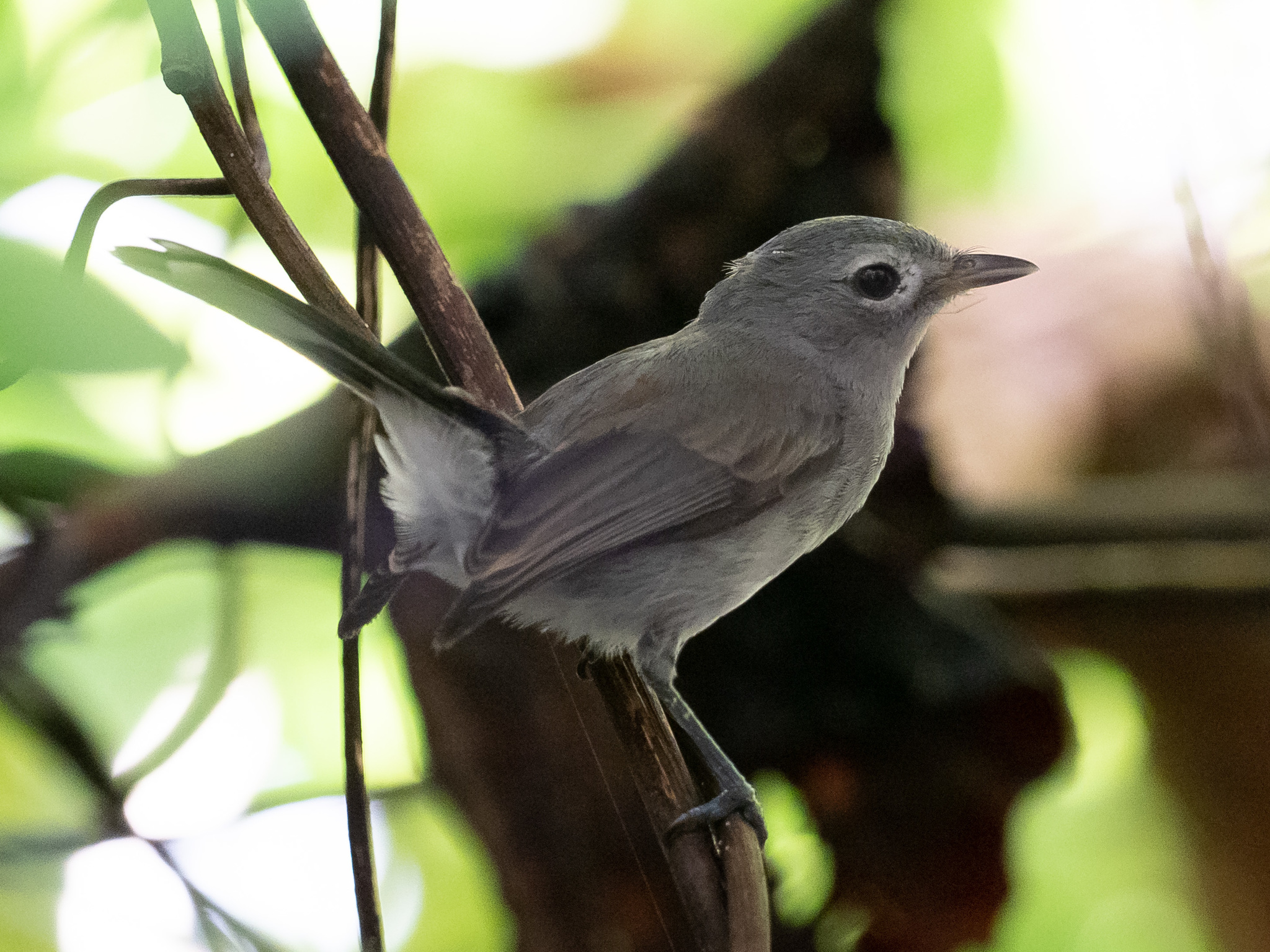 Slaty Monarch (Mayrornis lessoni), photo 5