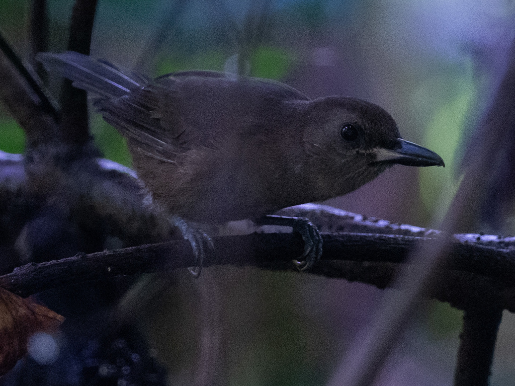 Fiji Shrikebill
