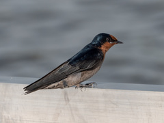 Hirundo tahitica