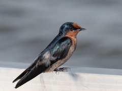 Hirundo tahitica