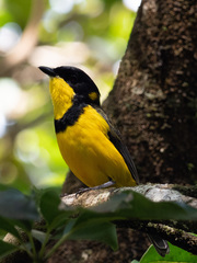 Pachycephala vitiensis