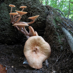 Desarmillaria caespitosa image