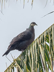 Columba vitiensis