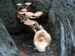 Desarmillaria caespitosa image