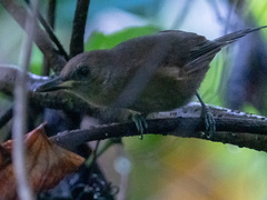 Clytorhynchus vitiensis